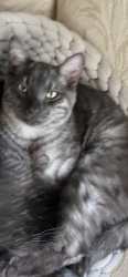 Lost Male Cat last seen Sunset Blvd West / Brewer Road, Pleasant Grove, CA 95668