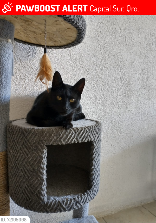 Lost Male Cat last seen Cerrada lago de Pátzcuaro 200, Capital Sur, Qro. 76246