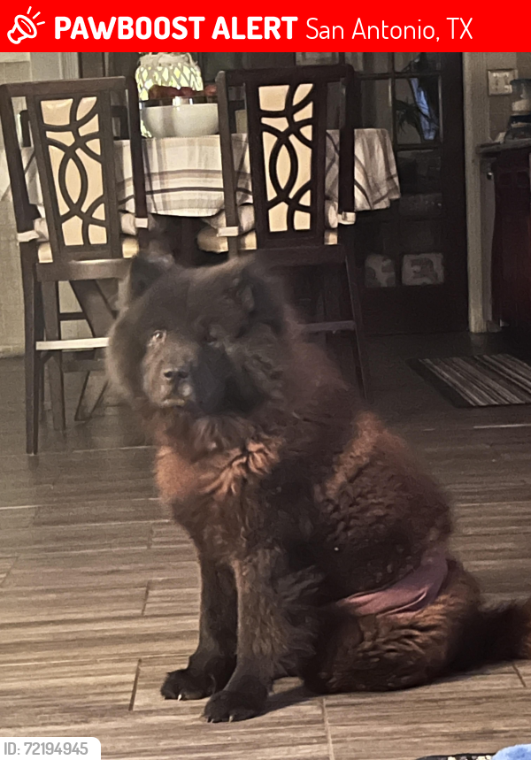 Lost Male Dog last seen Blue Ridge Ranch and Heather meadow , San Antonio, TX 78222