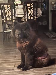 Lost Male Dog last seen Blue Ridge Ranch and Heather meadow , San Antonio, TX 78222