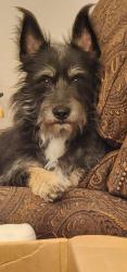 Lost Male Dog last seen Verde Hills Drive , Center Point, TX 78010