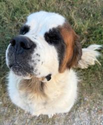 Lost Male Dog last seen Interstate 35 and FM 1306, Gainesville, TX 76240