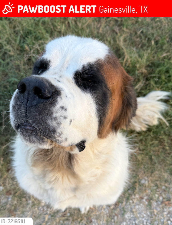 Lost Male Dog last seen Interstate 35 and FM 1306, Gainesville, TX 76240