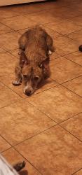 Lost Male Dog last seen Verde Hills Drive , Center Point, TX 78010