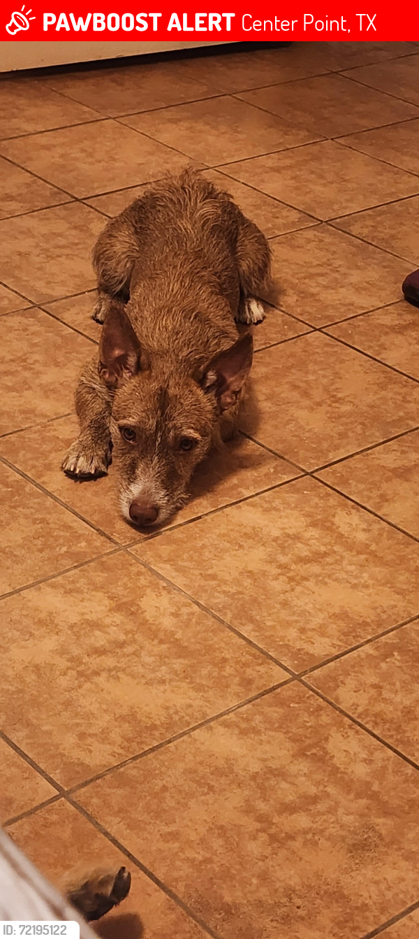 Lost Male Dog last seen Verde Hills Drive , Center Point, TX 78010