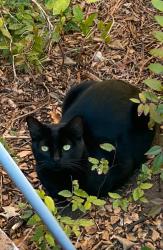 Lost Male Cat last seen Woodlake Pkwy & FM 78 area, San Antonio, TX 78244
