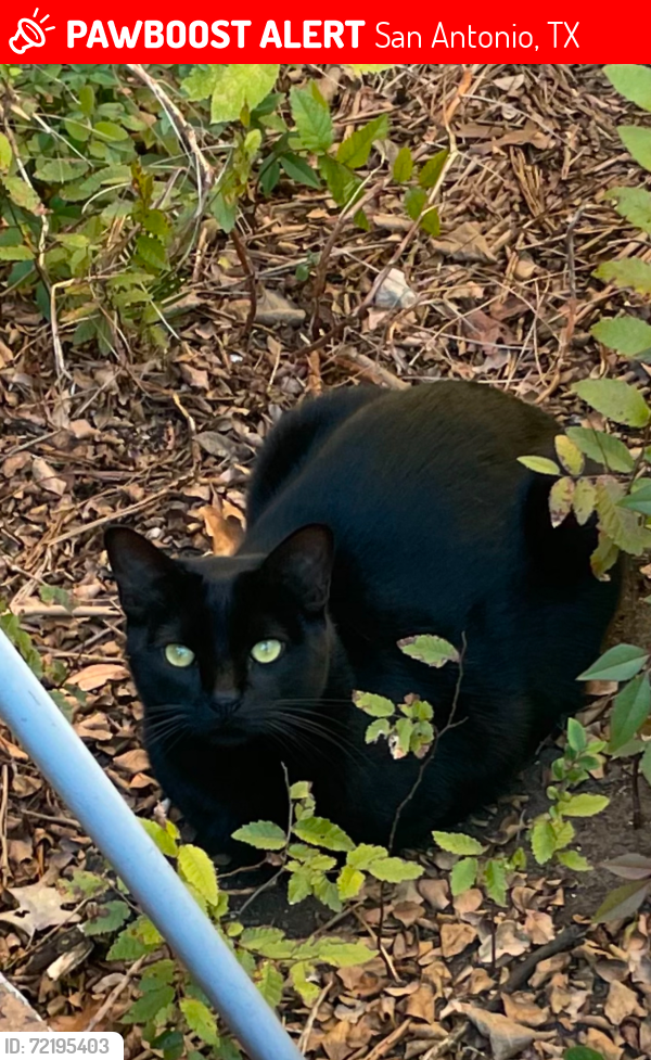 Lost Male Cat last seen Woodlake Pkwy & FM 78 area, San Antonio, TX 78244