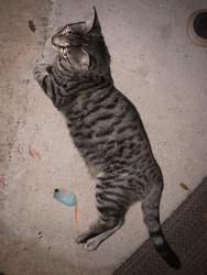 Lost Male Cat last seen Oyster Creek Plantation, Missouri City, TX 77459