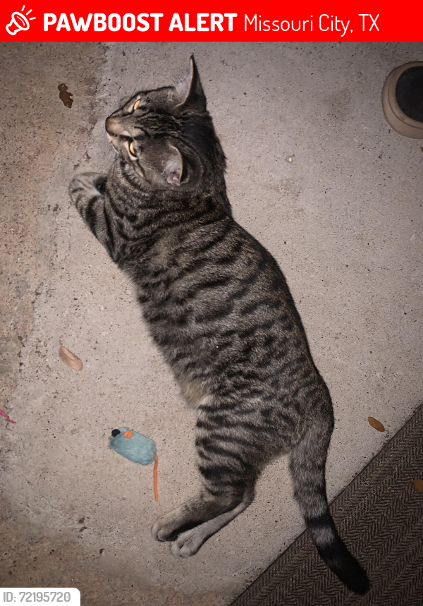 Lost Male Cat last seen Oyster Creek Plantation, Missouri City, TX 77459
