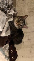 Lost Male Cat last seen Iris 23rd, Lakewood, CO 80215