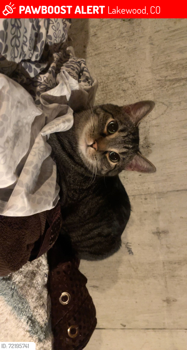 Lost Male Cat last seen Iris 23rd, Lakewood, CO 80215