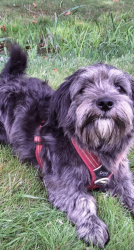 Found/Stray Male Dog last seen Hanson rd, Ellensburg, WA 98926