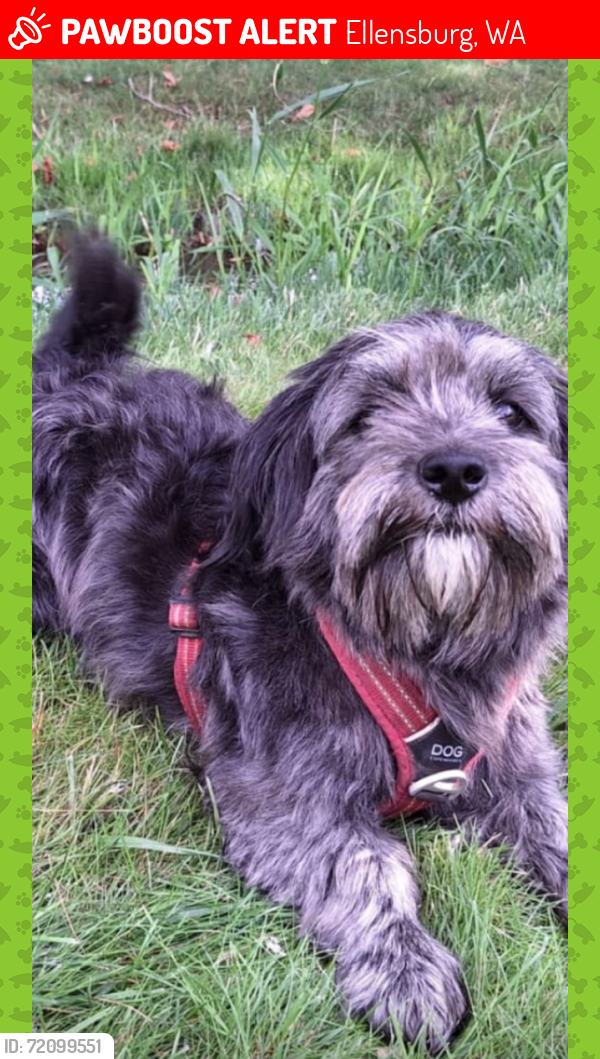 Found/Stray Male Dog last seen Hanson rd, Ellensburg, WA 98926
