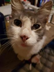 Lost Male Cat last seen Mcfadden and parton st, Santa Ana, CA 92707
