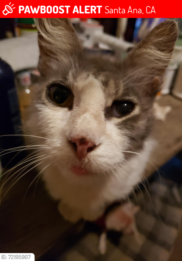 Lost Male Cat last seen Mcfadden and parton st, Santa Ana, CA 92707