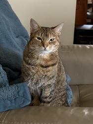 Lost Female Cat last seen Roaring Run Natural Area, Jones Mills, PA 15646
