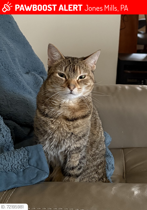 Lost Female Cat last seen Roaring Run Natural Area, Jones Mills, PA 15646