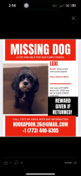 Lost Female Dog last seen Near w 123rd street , Chicago, IL 60628