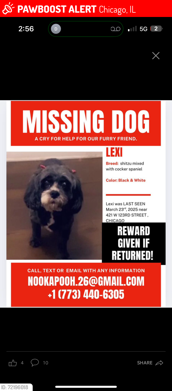 Lost Female Dog last seen Near w 123rd street , Chicago, IL 60628