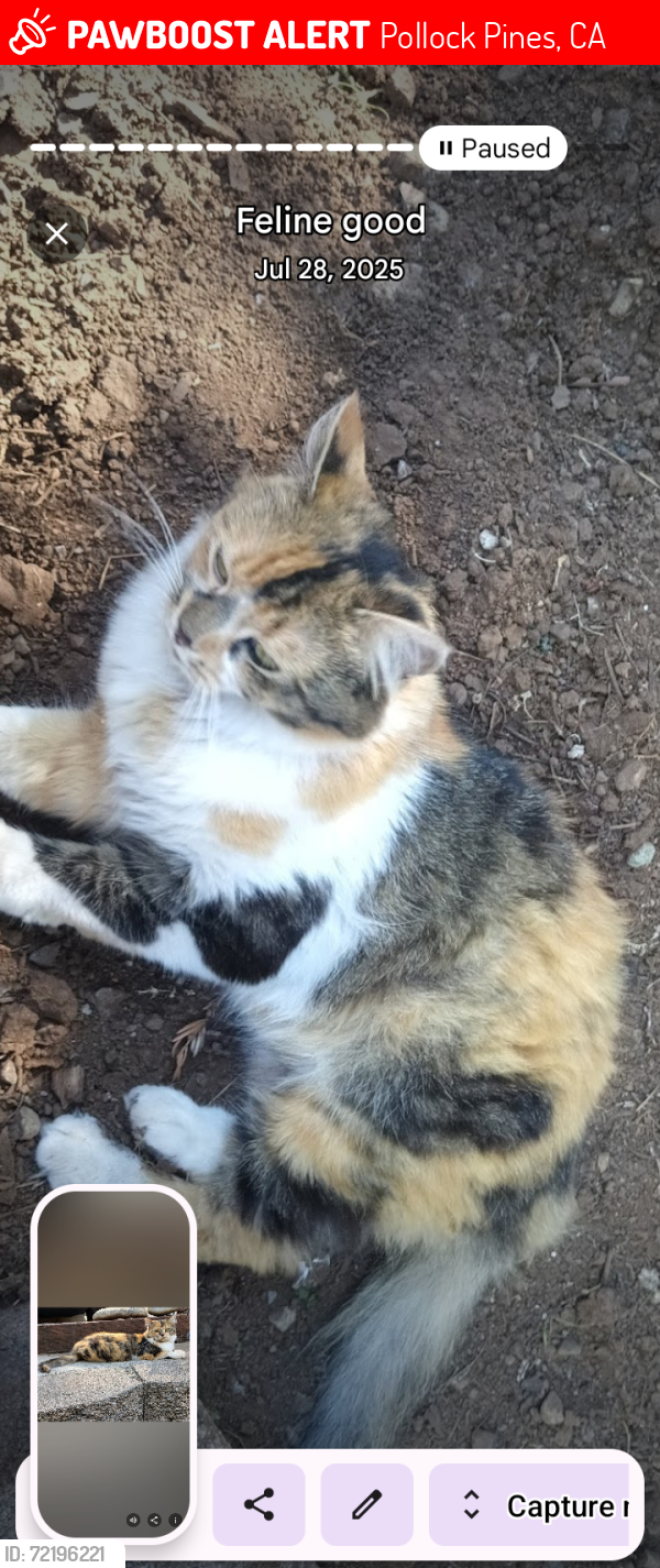 Lost Female Cat last seen Loyal lane Pollock pines, Pollock Pines, CA 95726