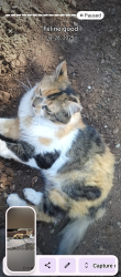 Lost Female Cat last seen Loyal lane Pollock pines, Pollock Pines, CA 95726