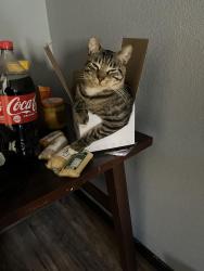 Lost Male Cat last seen Haven and ten fwy, Ontario, CA 91761