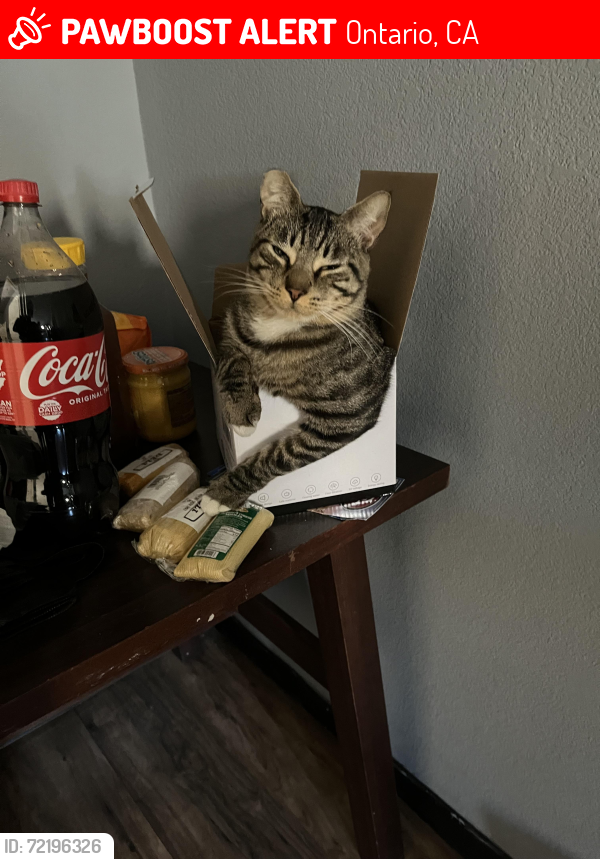 Lost Male Cat last seen Haven and ten fwy, Ontario, CA 91761