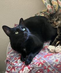 Lost Female Cat last seen windmill dr and hidden valley rd, Hollister, CA 95023
