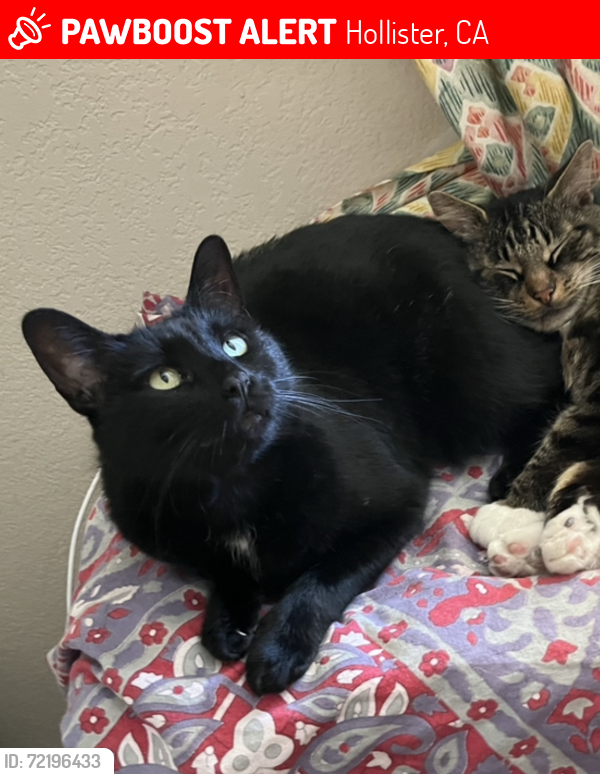 Lost Female Cat last seen windmill dr and hidden valley rd, Hollister, CA 95023