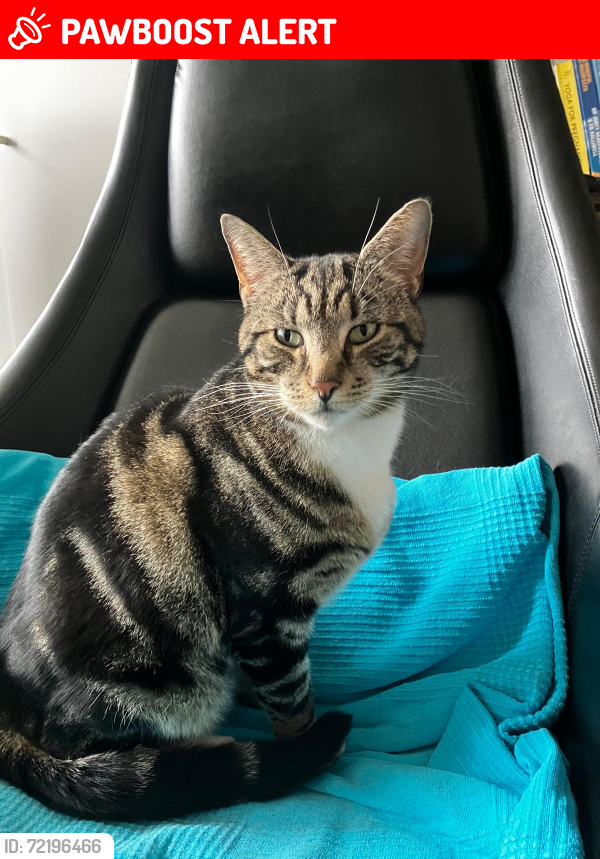Lost Male Cat last seen Palmerston road, Greater London, England N13 4UX