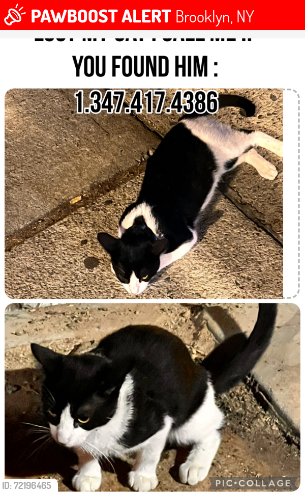 Lost Male Cat last seen President and Kingston , Brooklyn, NY 11213