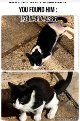 Lost Male Cat last seen President and Kingston , Brooklyn, NY 11213