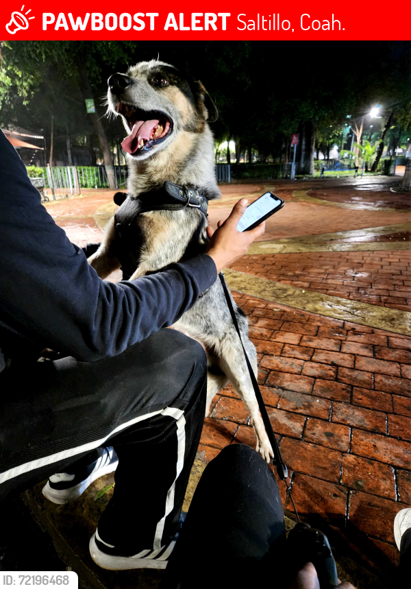 Lost Male Dog last seen Fernández problema y jose espinoza, Saltillo, Coah. 25130