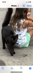 Reunited Female Cat last seen Near Zane Ave N 55422, Minneapolis, MN 55422