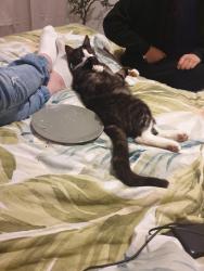Lost Male Cat last seen horgi street  , Wyndham Vale, VIC 3024