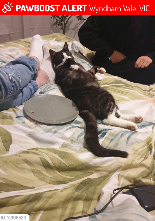 Lost Male Cat last seen horgi street, Wyndham Vale, VIC 3024