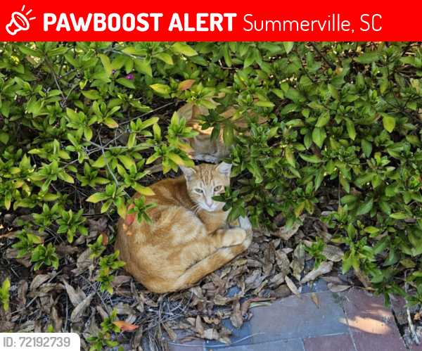 Lost Male Cat last seen Carolinian Dr, Summerville, SC 29485