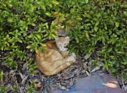 Lost Male Cat last seen Carolinian Dr, Summerville, SC 29485
