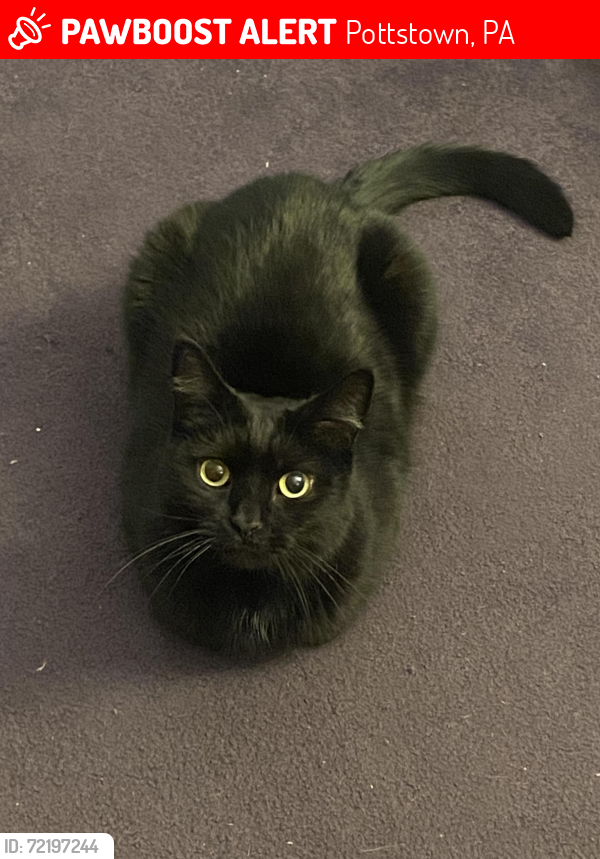 Lost Male Cat last seen Spruce St. & Jefferson, Pottstown, PA 19464