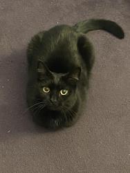 Lost Male Cat last seen Spruce St. & Jefferson, Pottstown, PA 19464