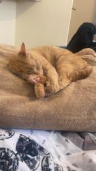 Lost Female Cat last seen 248th and 16th , Langley Township, BC V4W 2H3