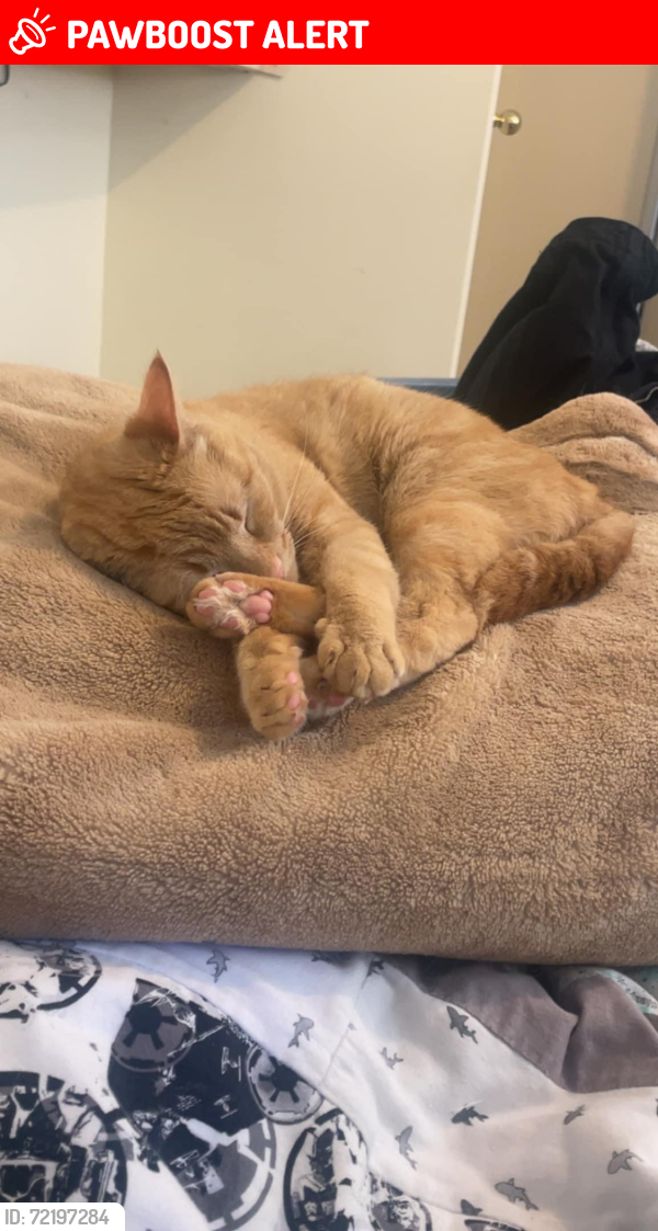 Lost Female Cat last seen 248th and 16th , Langley Township, BC V4W 2H3