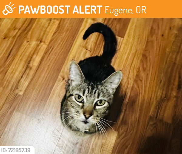 Found/Stray Male Cat last seen Jessen Dr. & Golden Garden, Eugene, OR 97402