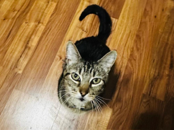 Found/Stray Male Cat last seen Jessen Dr. & Golden Garden, Eugene, OR 97402