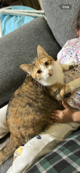 Lost Female Cat last seen Honeyvine dr , Houston, TX 77048
