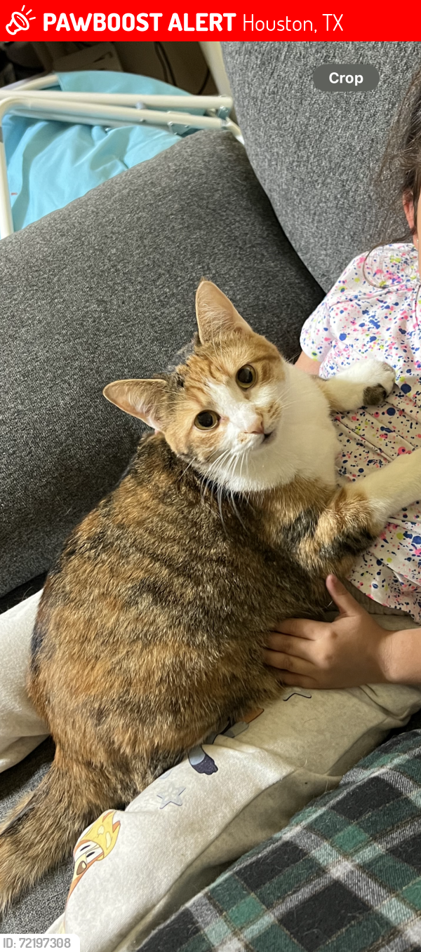 Lost Female Cat last seen Honeyvine dr , Houston, TX 77048