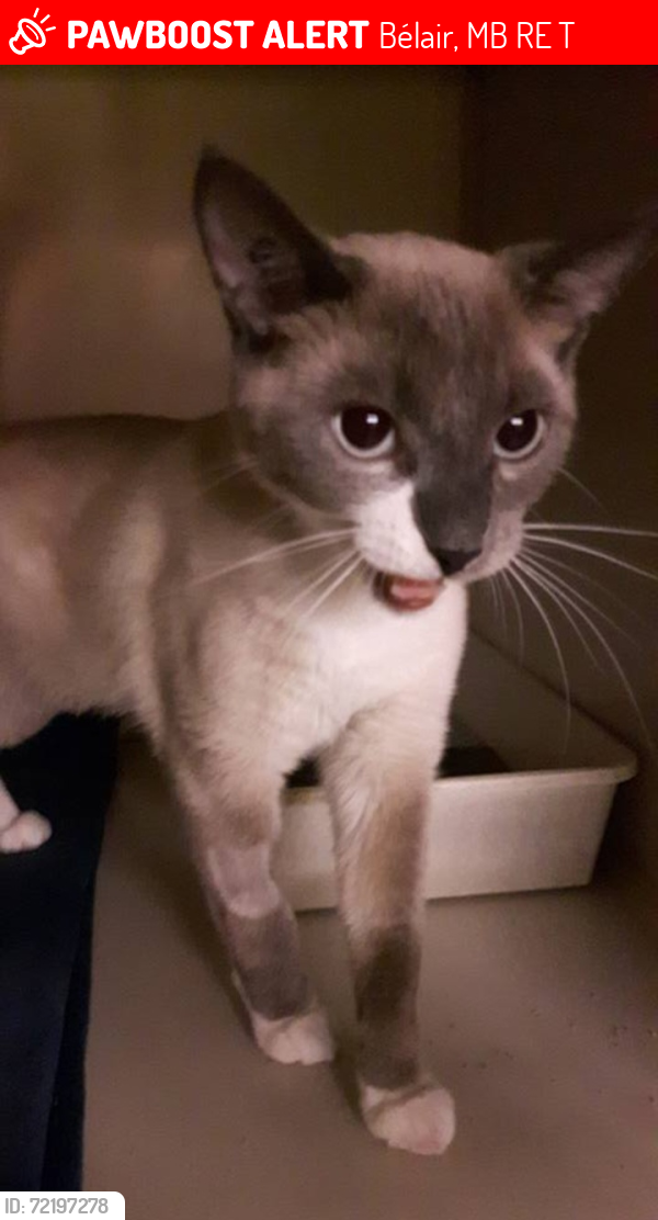 Lost Female Cat last seen Belair, Bélair, MB R0E 0T0
