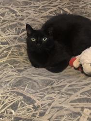Lost Male Cat last seen Siegel Select off Lee Highway, Chattanooga, TN 37421