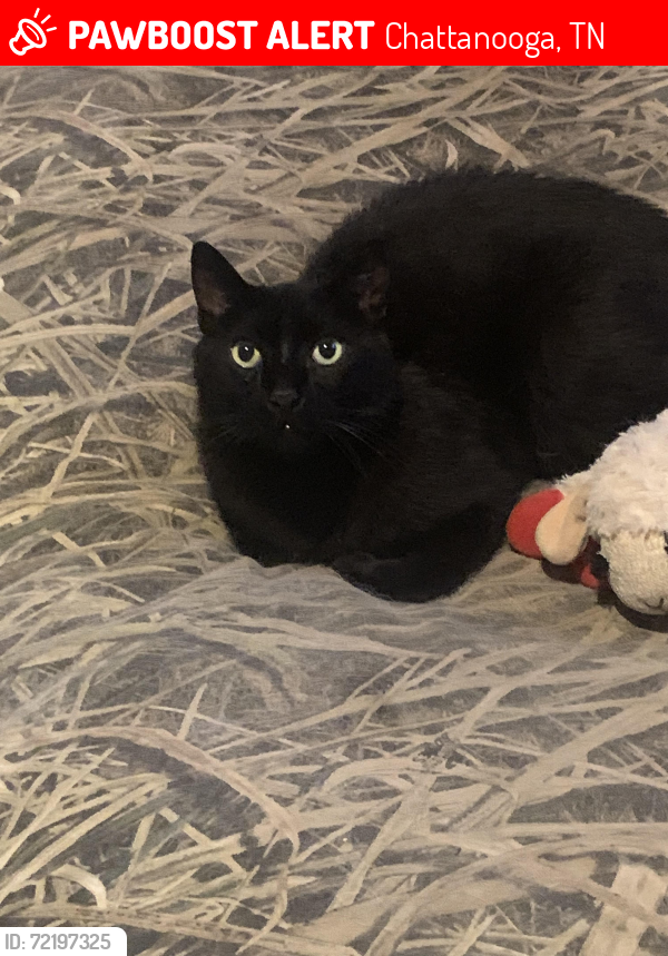 Lost Male Cat last seen Siegel Select off Lee Highway, Chattanooga, TN 37421