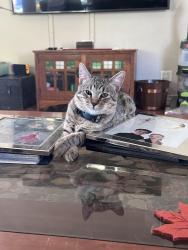 Lost Male Cat last seen Colorado and Rainbow in East Kessler Park, Dallas, TX 75208